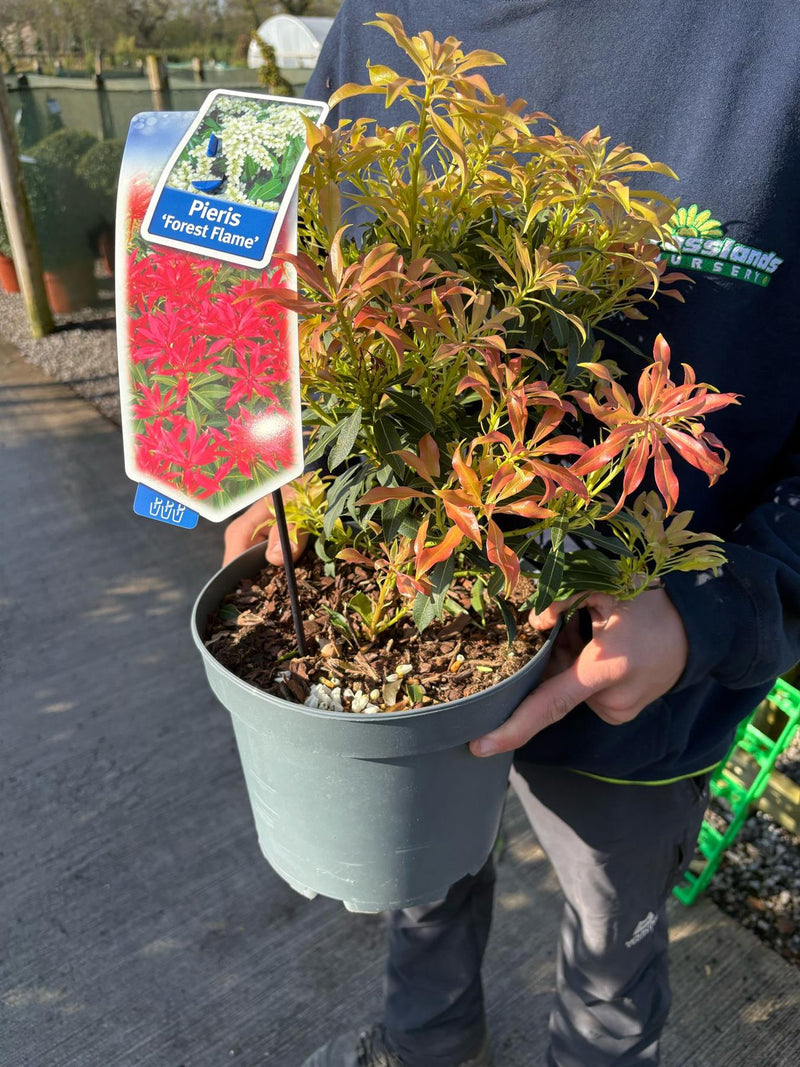 Pieris japonica Forest Flame 4.5 Litre Pot