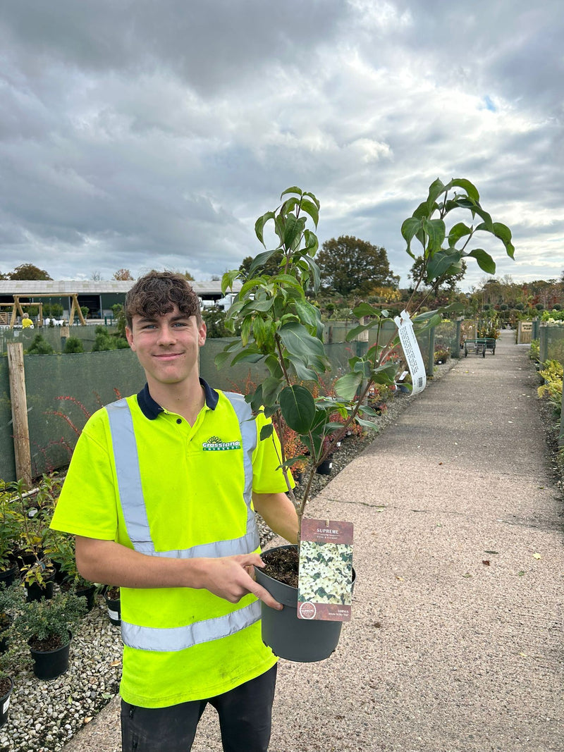 Cornus Kousa Milky Way 4 Litre Pot 40/60cm Tall