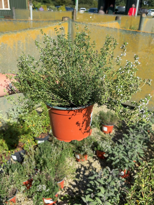 Thymus Vulgaris 2 Litre Pot