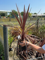 Cordyline Torbay Red Star 3 Litre Pot