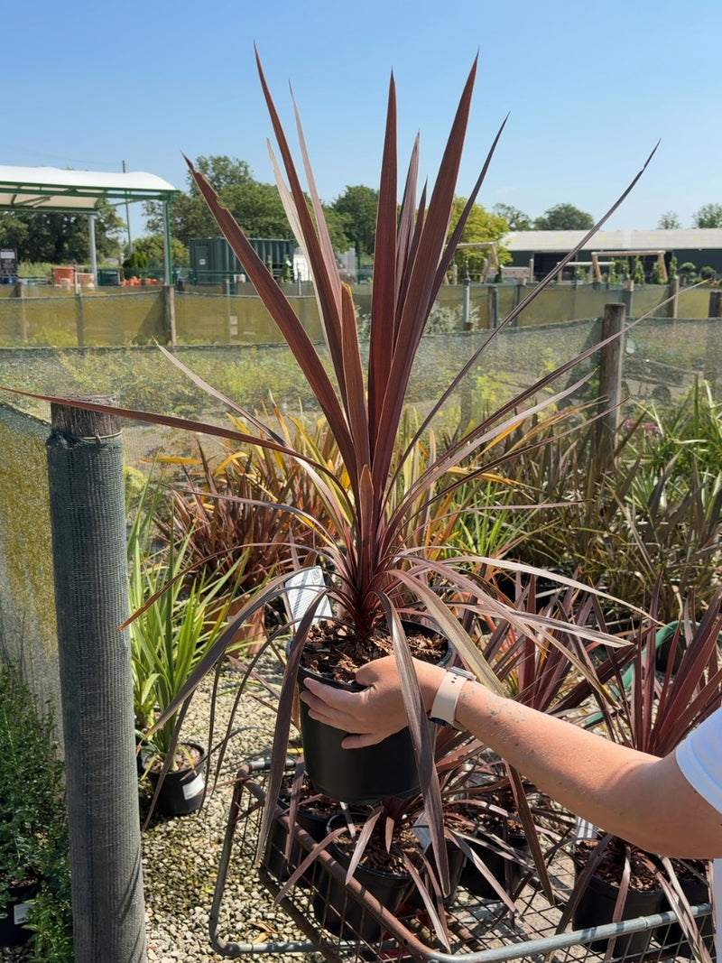 Cordyline Torbay Red Star 3 Litre Pot