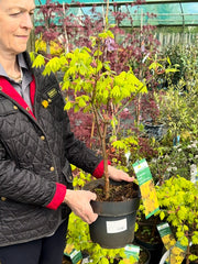 Acer Shirasawanum Aureum 6 Litre Pot