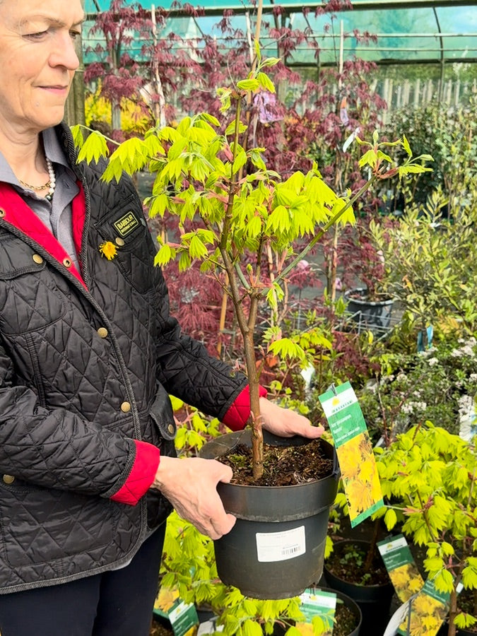 Acer Shirasawanum Aureum 6 Litre Pot