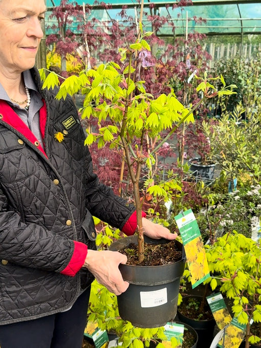 Acer Shirasawanum Aureum 6 Litre Pot