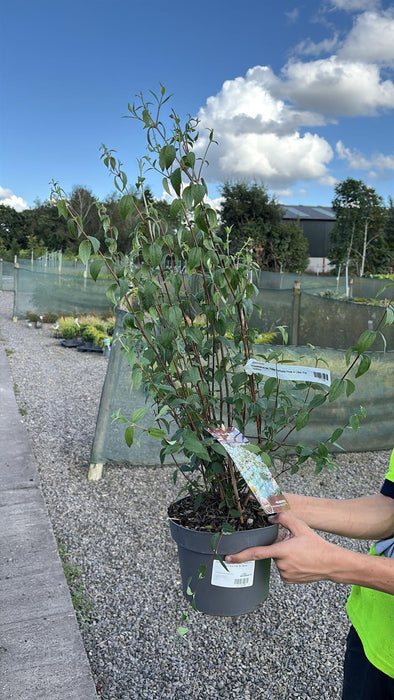 Philadelphus cor. Petite Perfume Pink 4 Litre Pot 30/40cm