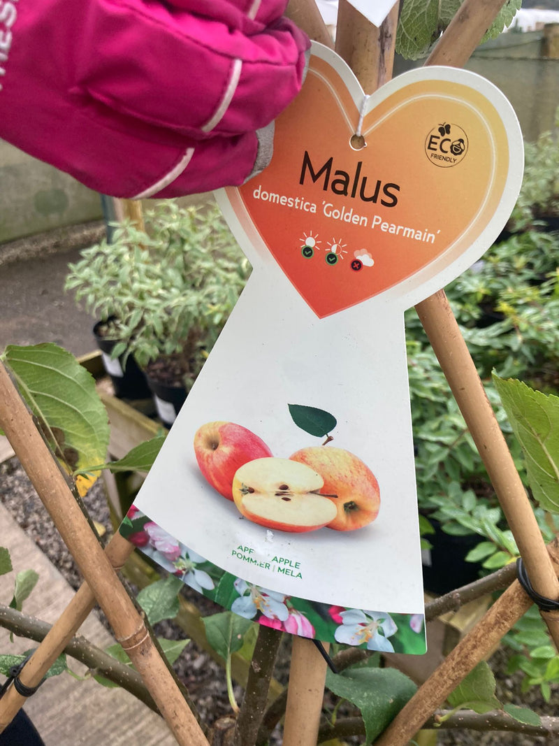 Apple Golden Pearmain 7.5 Litre Pot Fan Trained