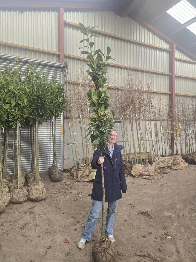 Prunus laur. Novita Cherry Laurel 150 Stem Standard 8/10cm Rootballed