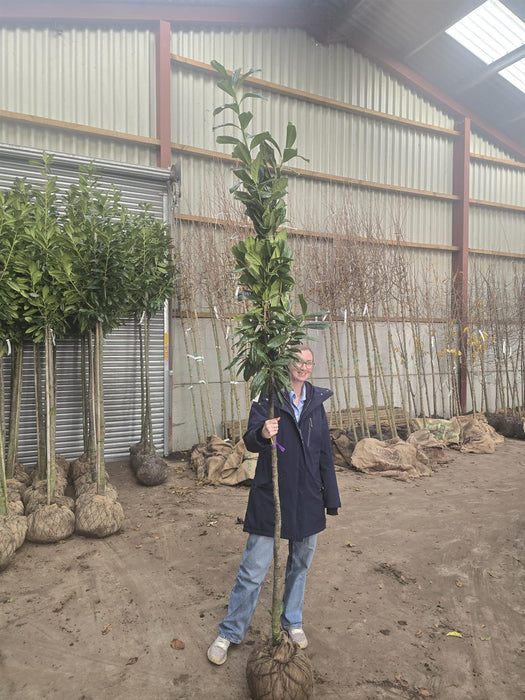 Prunus laur. Novita Cherry Laurel 150 Stem Standard 8/10cm Rootballed