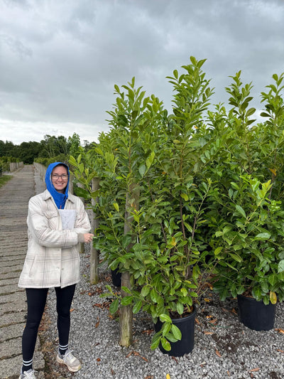 Fast-Growing Plants
