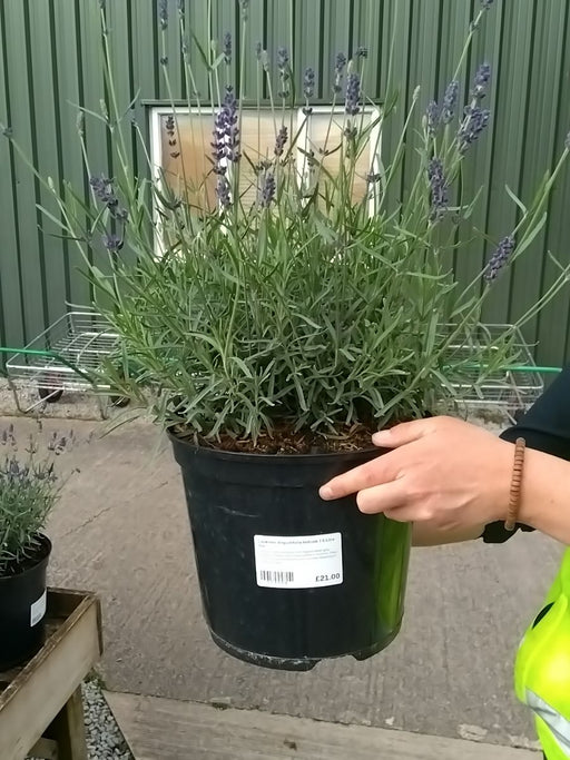 Lavender Angustifolia Hidcote 7.5 Litre Pot