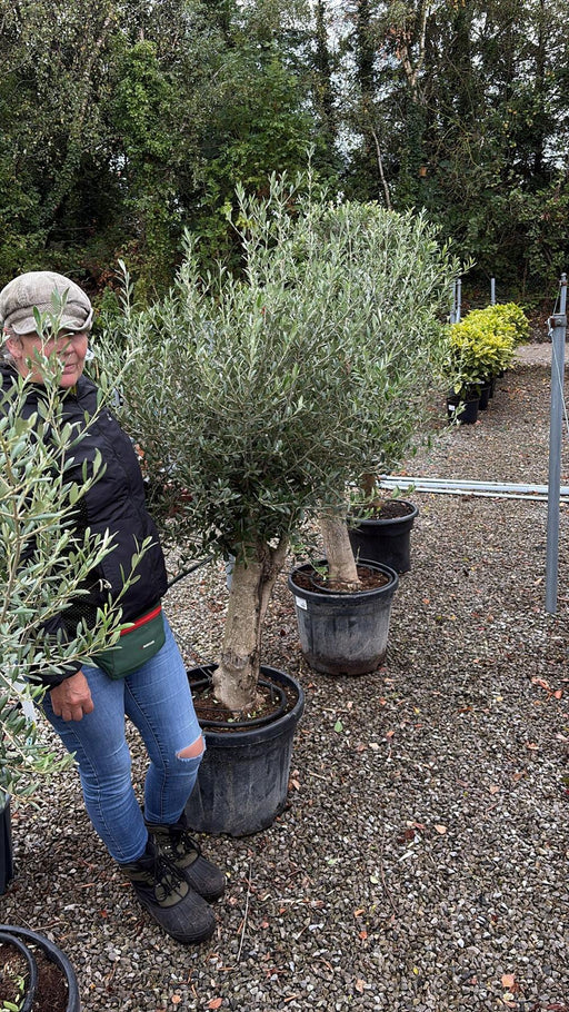 45 litre plant pots Olea Europea Or Olive Tree Heavy Standard 45 Litre Pot — Grasslands Nursery
