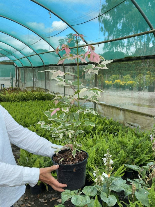 Acer Negundo Flamingo 3 Litre Pot