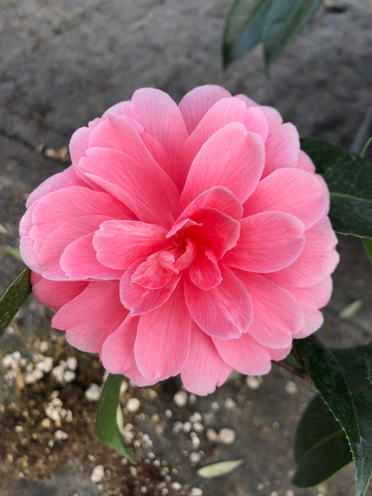 Camellia Japonica Ill Tramonto 15 Litre Pot
