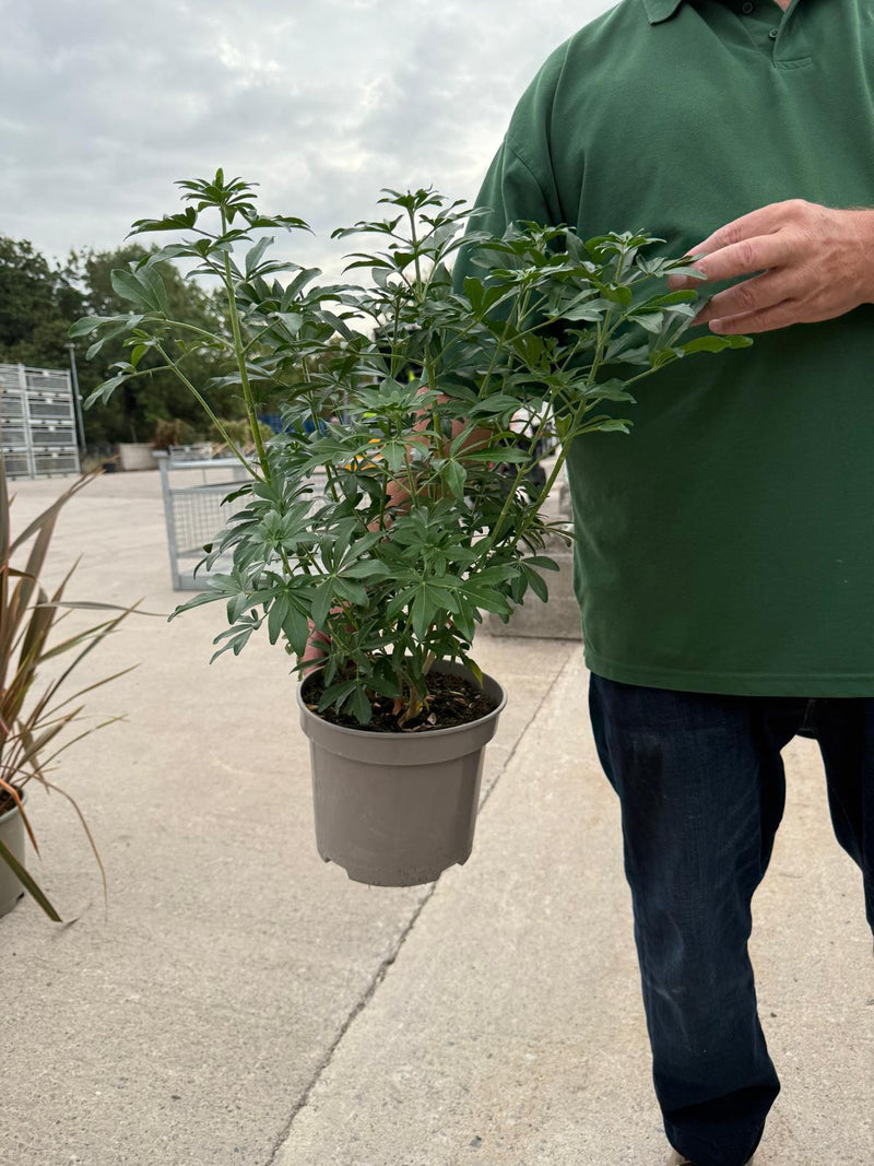 Choisya Greenfingers 5 Litre Pot
