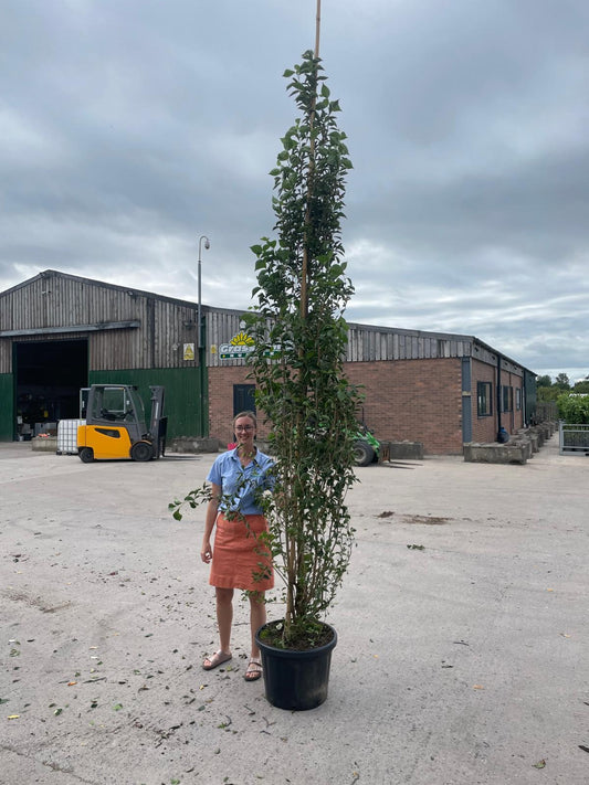 Styrax Japonicus June Snow 50 Litre Pot 300-350cm Feathered
