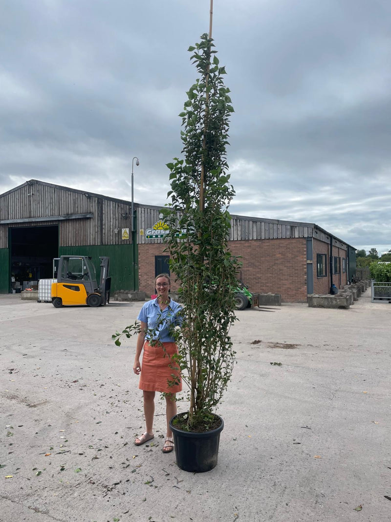 Styrax Japonicus June Snow 50 Litre Pot 300-350cm Feathered