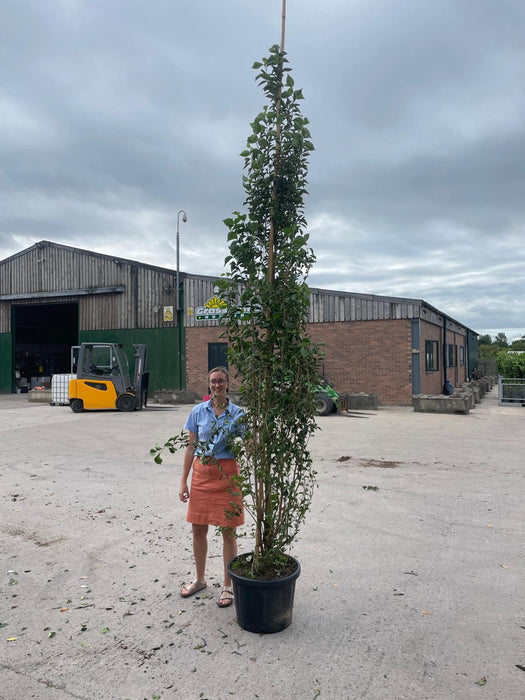 Styrax Japonicus June Snow 50 Litre Pot 300/350cm