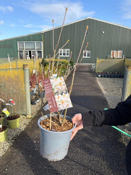 Azalea Mollis Persil 4.5 Litre Pot