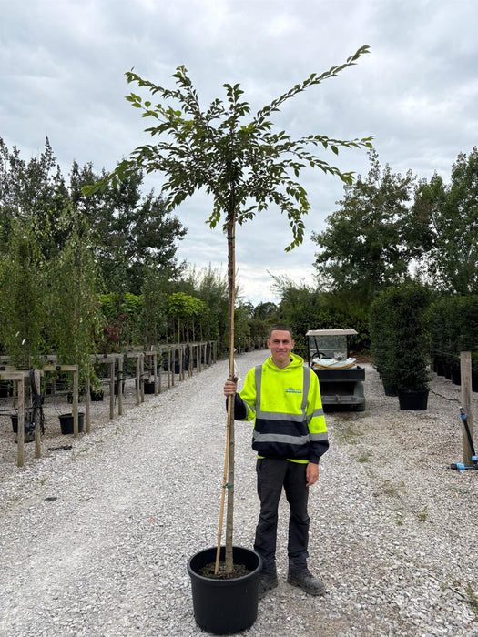 Prunus sub. Autumnalis Heavy Standard 8-10cm Girth