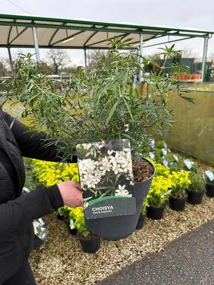 Choisya Ternata Greenfingers 10 Litre Pot