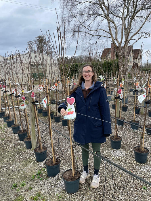 Cherry Morello 10 Litre Pot Half Standard