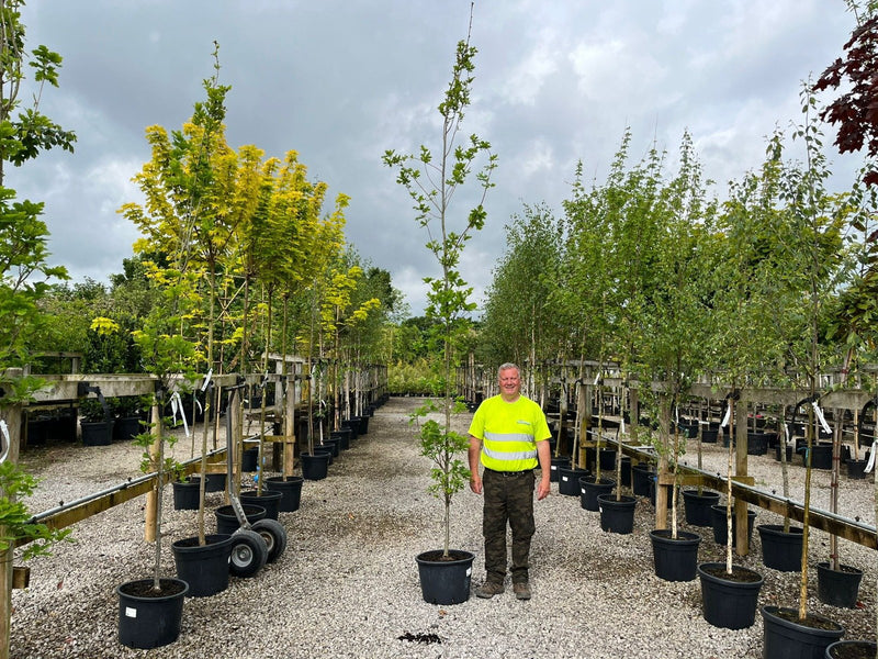 Quercus Robur
