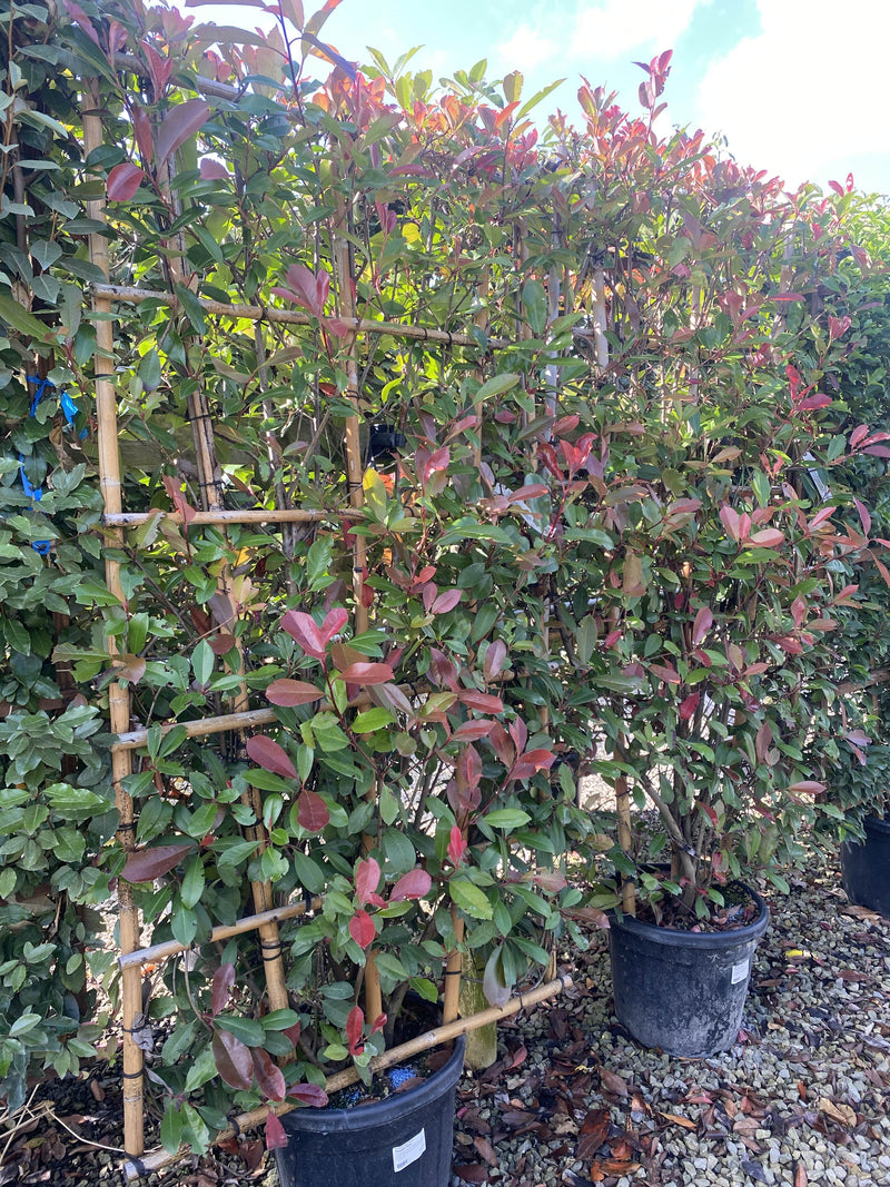 Photinia x f. Red Robin Pleached Wall Frame 180cm Tall x 95cm Wide