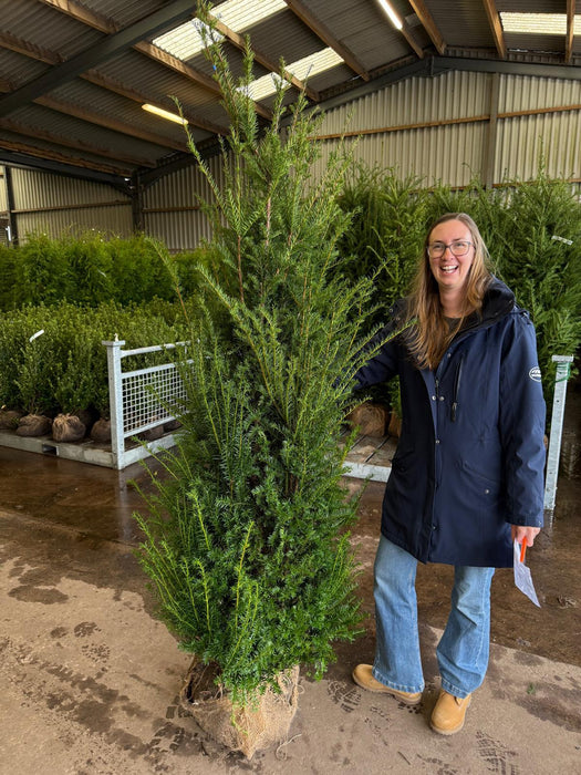 Yew Hedging 180-200cm Root Ball
