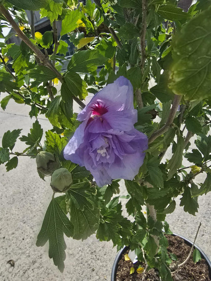 Hibiscus syr. Blue Chiffon 20 Litre Pot 100/125cm