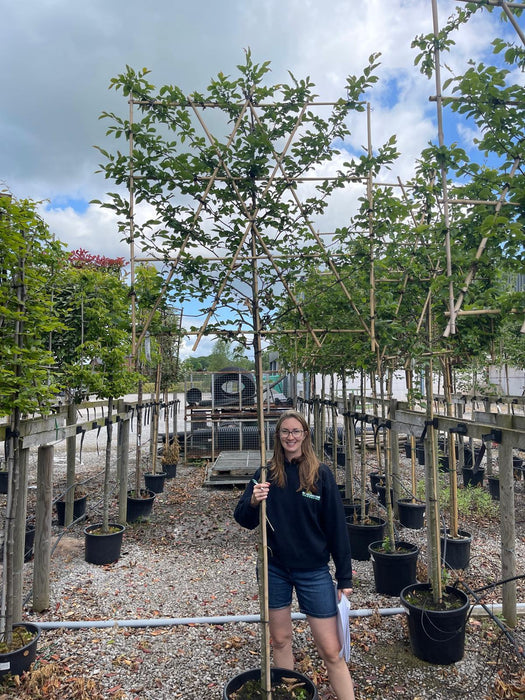 Carpinus B. Pleached 8/10cm G, 180cm Stem, 120x120cm Rootballed