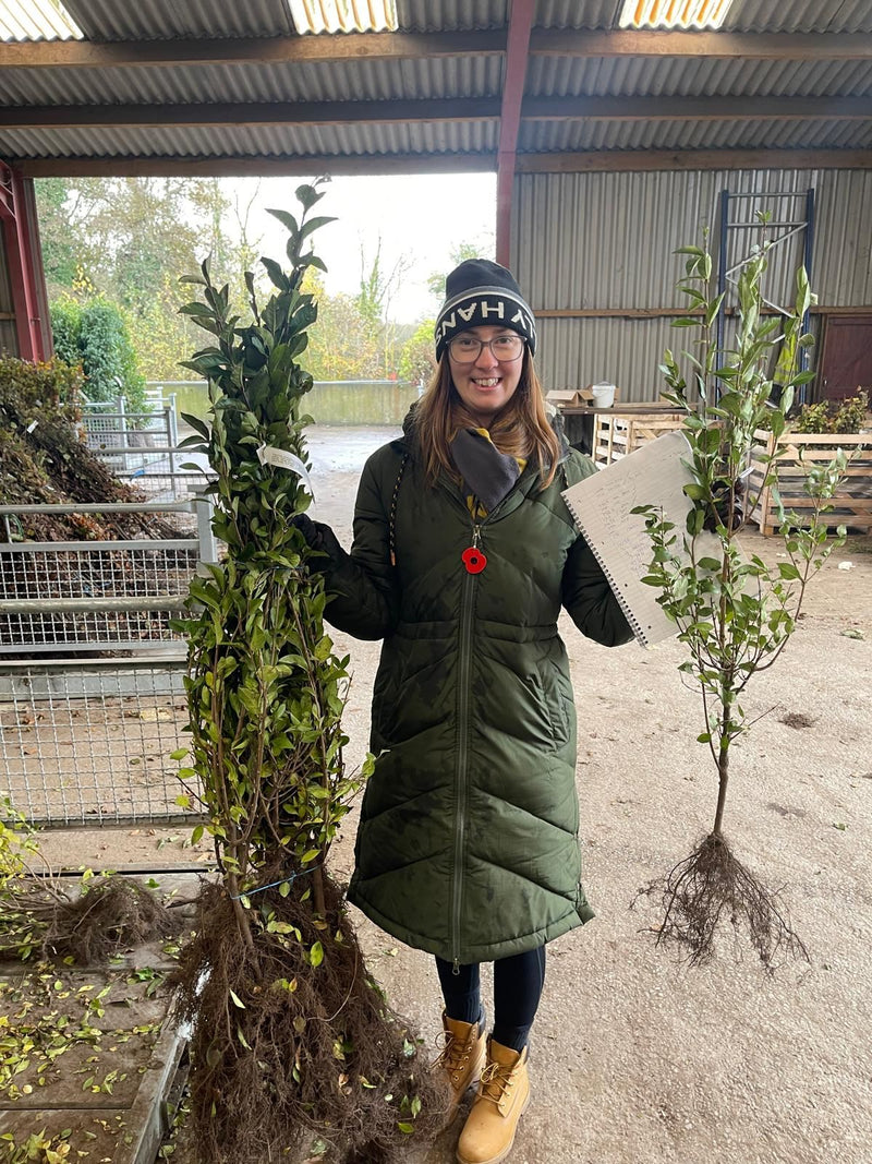 Green Privet Bare Root 80/100cm Delivery jan/Feb