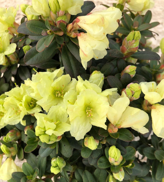 Rhododendron hanc. Shamrock 2.5 Litre Pot Delivery March