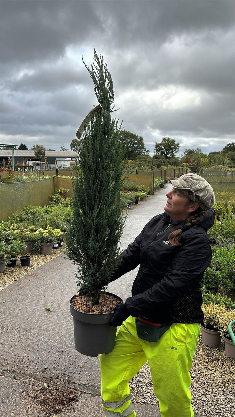 Juniperus Blue Arrow 12 Litre Pot