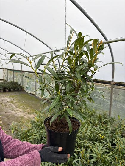 Prunus Lauro. Zabeliana 5 Litre Pot