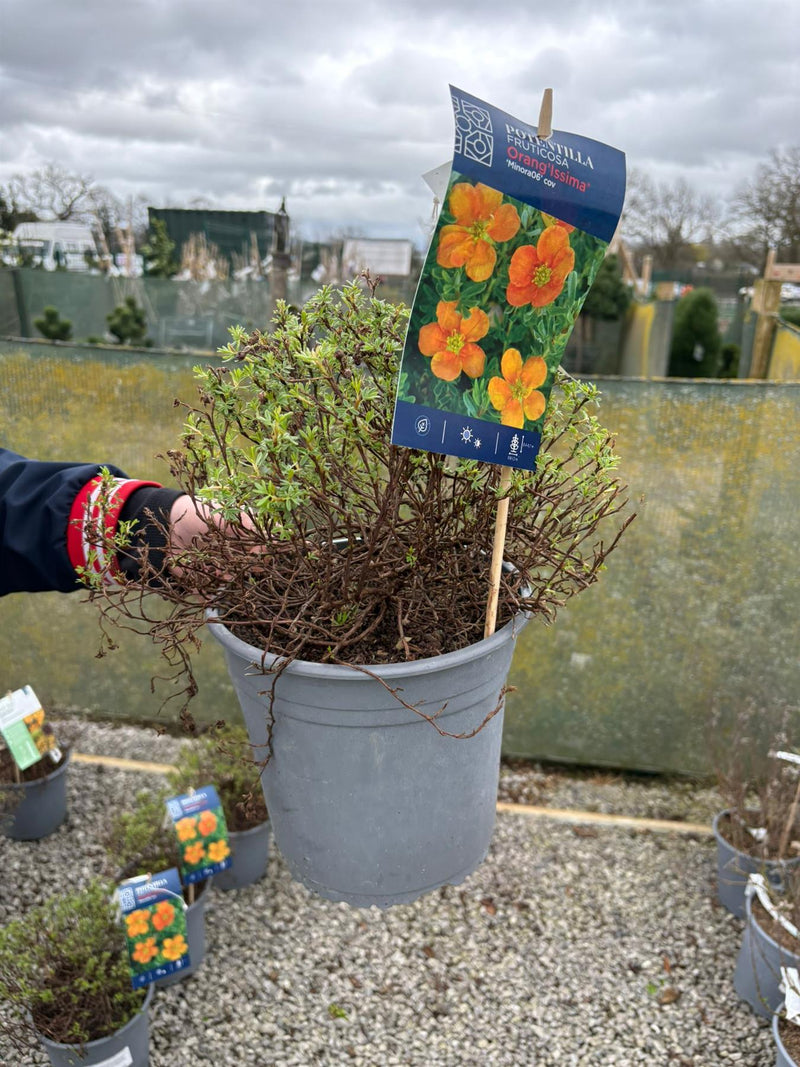 Potentilla fruticosa Tangerine 3 Litre Pot