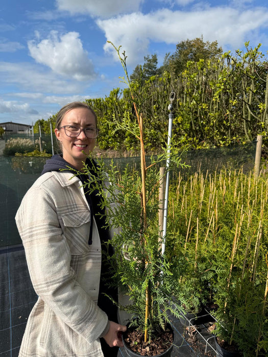 Thuja Occiden. Brabant 70/90cm 3 Litre Pot