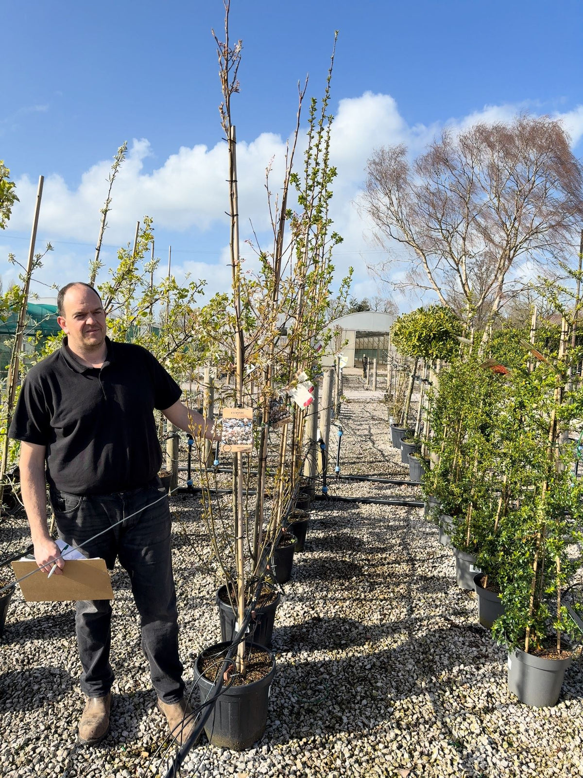 Amelanchier arb. Robin Hill 20 Litre Pot 250/300cm Tall