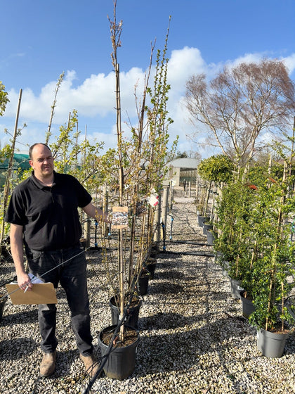 Amelanchier arb. Robin Hill 20 Litre Pot 250/300cm Tall