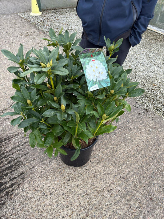 Rhododendron Hybrid Cunninghams White 20 Litre Pot