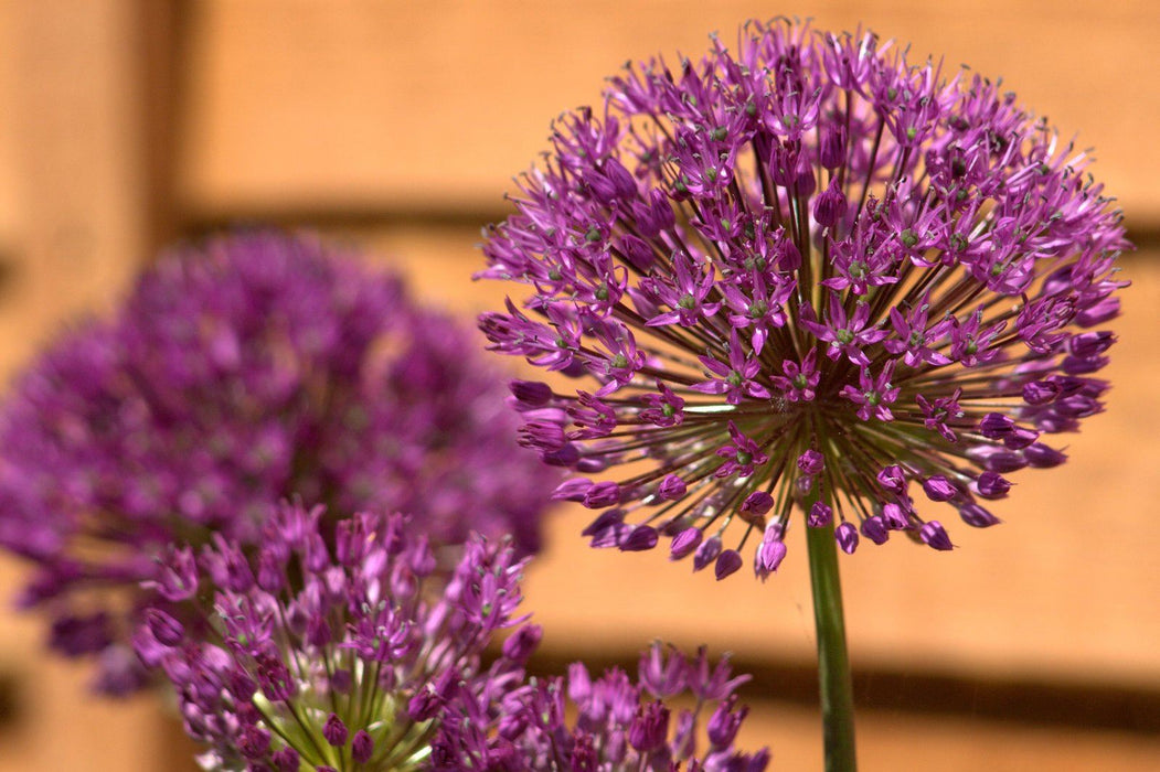 Allium Gladiator 2 Litre Pot