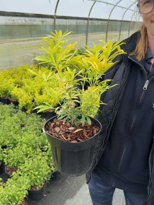 Choisya ternata Goldfingers - Mexican Orange Blossom 3 Litre Pot