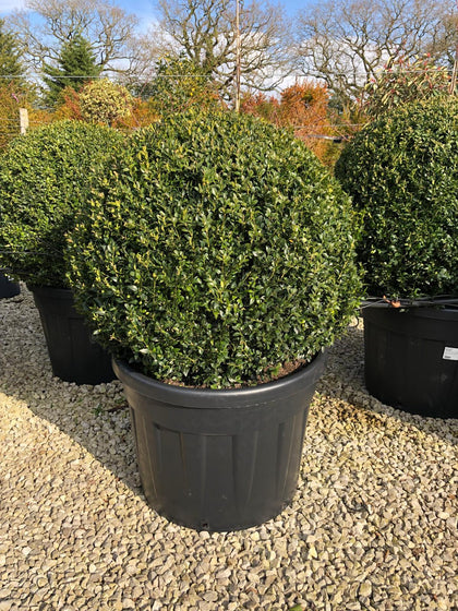 Buxus Ball 110 Litre Pot 80cm Diameter