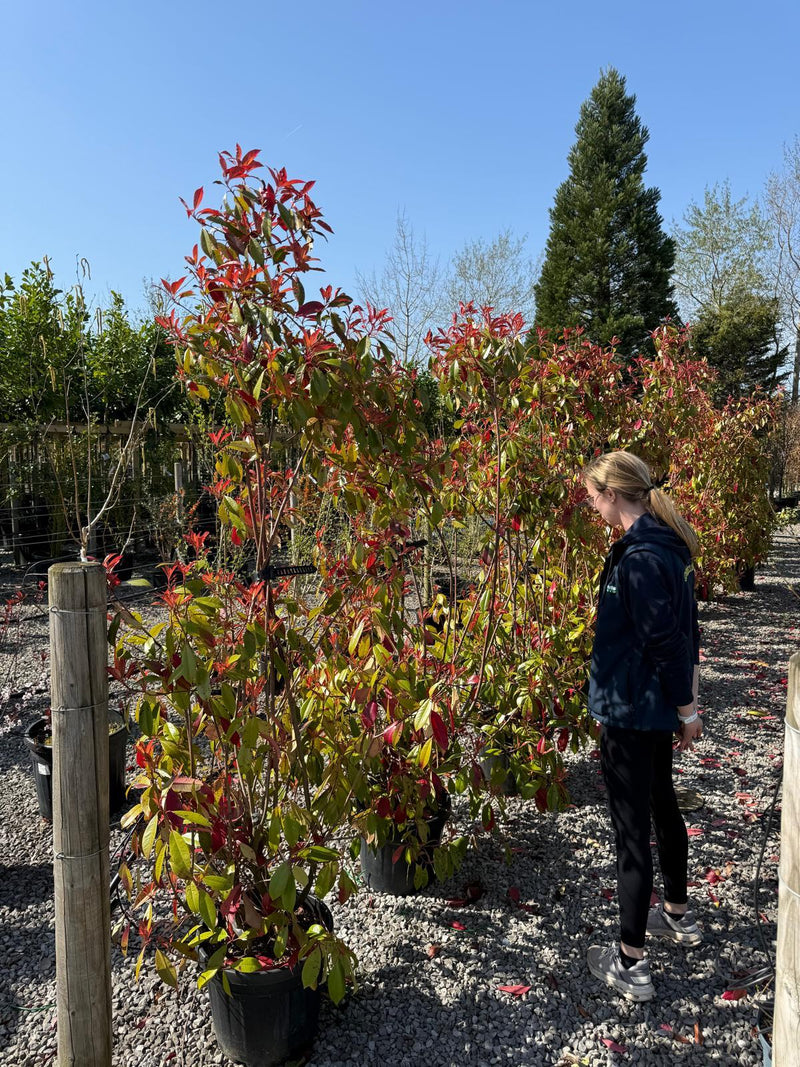 Photinia Red Robin 30 Litre Pot 200 cm Ugly Boys x 9 Bushes