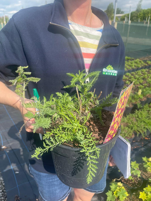Achillea Paprika 3 Litre Pot