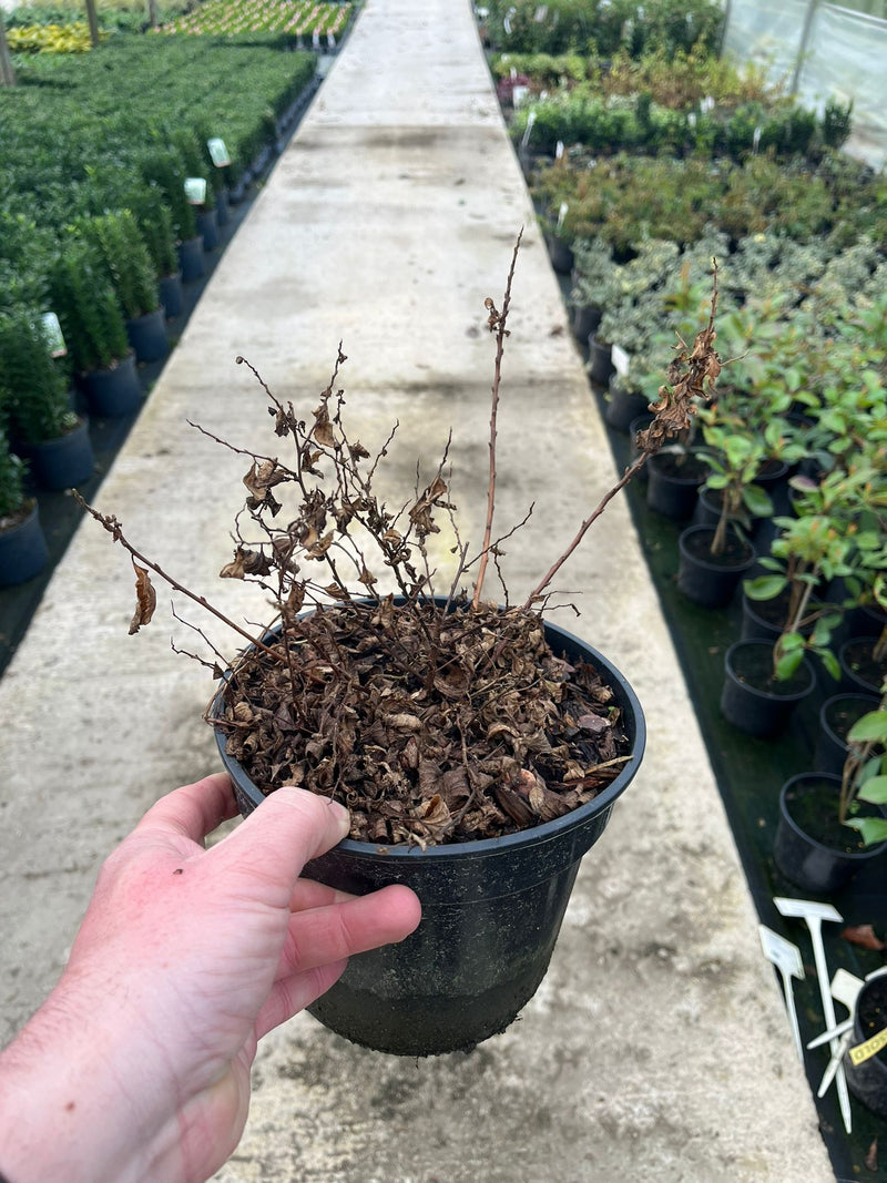 Spiraea Golden Princess 9cm Pot