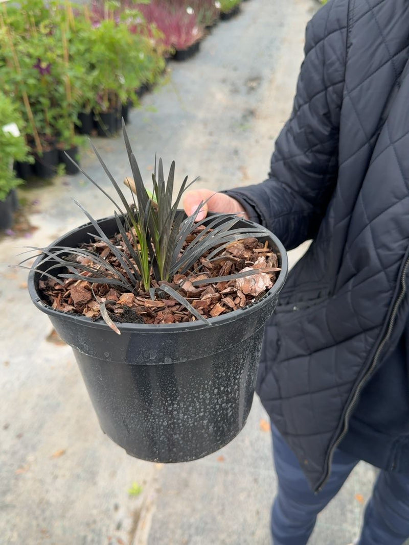 Ophiopogon planiscapus Niger - Black Mondo Grass 3 Litre Pot