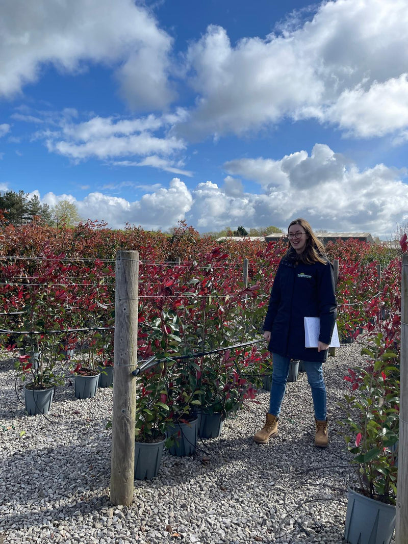 Photinia Red Robin Bush 9 Litre Pot 90/100cm