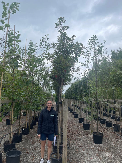 Photinia Red Robin Full Standard 35 Litre 8/10cm Full Standard