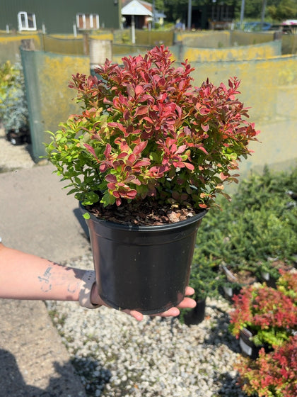 Berberis Admiration 3 Litre Pot