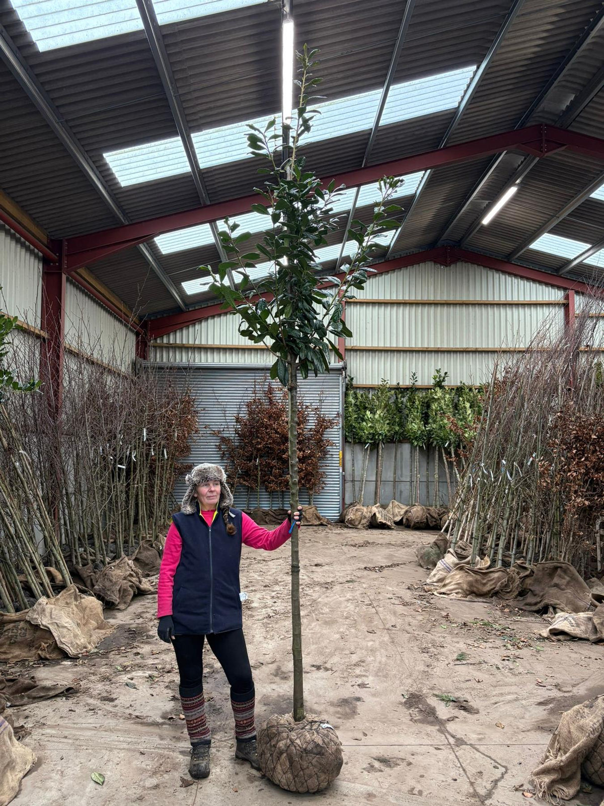 Prunus laur. Novita Standard 10/12cm Girth 160cm Stem — Grasslands